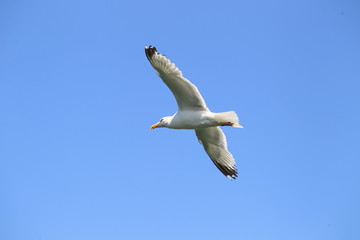 Mouettes en vol - Bretagne