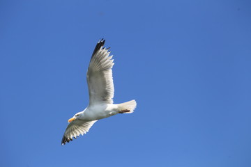 Mouettes en vol - Bretagne