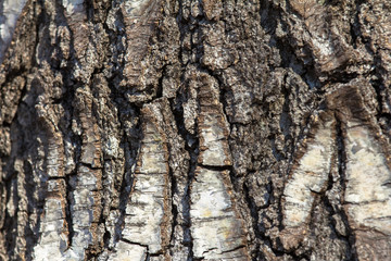 hilly bark on the old birch