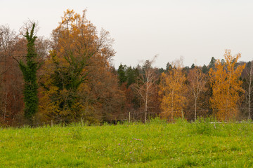 Fototapeta premium Herbst
