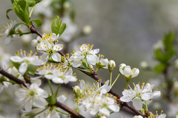 Obraz premium branch with plum flowers, beautiful backdrop for design
