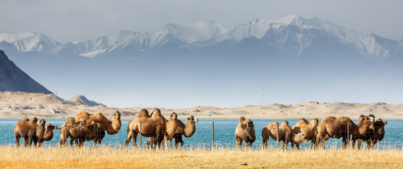LAKE KARAKUL, XINJIANG / CHINA - October 2, 2017: Herd of grazing camels with snow-capped Pamir...