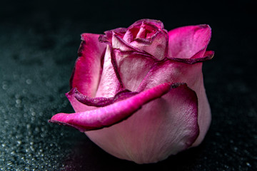 Beautiful pink rose petals close up on a black background and beautiful bokeh