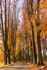 Fototapeta premium Beautiful landscape of autumn leaves in orange and yellow colors in November. 