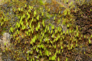 Schwanenhals-Sternmoos, Moos, Mnium hornum