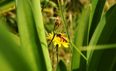 honey bee in a flower