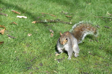 squirrel in the park
