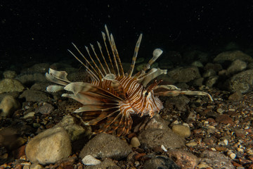 Lion fish in the Red Sea colorful fish, Eilat Israel