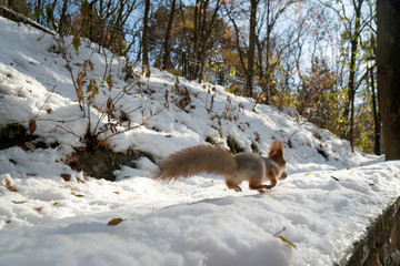 running squirrel in the snow