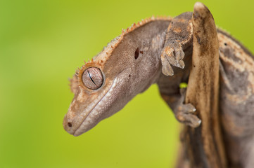 Rhacodactylus ciliatus lizzard from New Caledonia