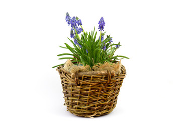 flowering common grape hyacinths in a woven wicker basket on a white background
