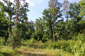Fototapeta na wymiar Green oak in the forest in summer