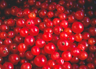 Macro photo of red currant berries background.
