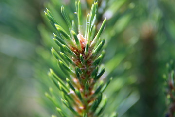 Naklejka na ściany i meble Sprout of young fragrant fresh pine