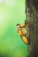 insect cicadas moult  perch on trees
