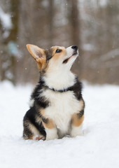 welsh corgi pembroke puppy in the snow