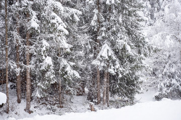 Winter landscape in the town of Neustift in the Stubai Valley in Austria. Snowy trees after heavy snowfall