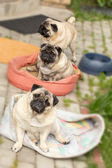 three pugs sit behind each other