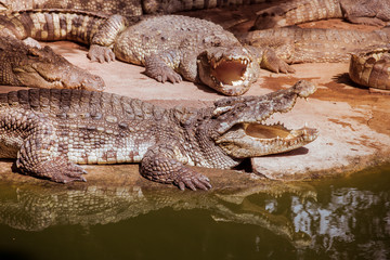 Obraz premium Crocodile types of amphibians are cold-blooded animals.