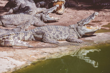 Crocodile types of amphibians are cold-blooded animals.