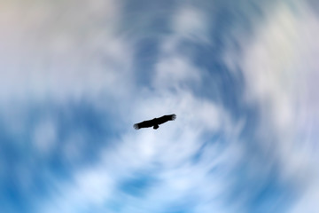 Flying bird. Bird of prey. Blue sky white clouds background. 