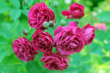 Dark pink roses on a green background. Bush of lush roses in a botanical garden.