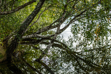 Schluchsee Bäume im Wasser