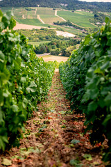 Fototapeta na wymiar Grapes in vineyard in Champagne, France, Reims Epernay