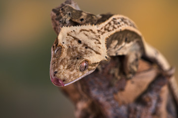 Rhacodactylus ciliatus lizzard from New Caledonia