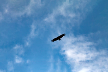 Flying bird. Bird of prey. Blue sky white clouds background. 