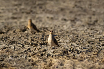 Drought nature and bird. Bird: Collared Pratincole. Glareola pratincola.