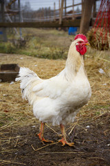Beautiful Rooster standing on the grass in blurred nature green. Farming & Pet Concept.