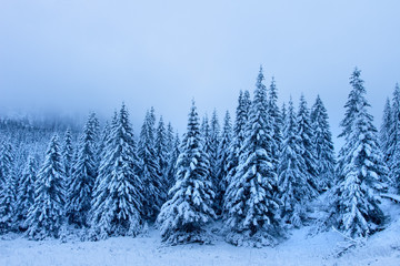 Fototapeta na wymiar Winter forest. Snowy nature landscape