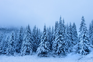 Fototapeta premium Winter forest. Snowy nature landscape