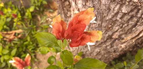 red flowers growing at Rio de Janeiro
