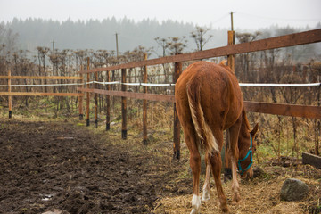 A beautiful horse eats hay.
