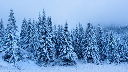 Winter forest. Frosty trees