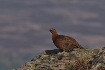 Red grouse ,Lagopus lagopus scotica on the moors in Derbyshire