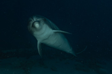 Dolphin swimming with divers in the Red Sea, Eilat Israel