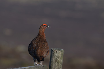 Red grouse ,Lagopus lagopus scotica on the moors in Derbyshire