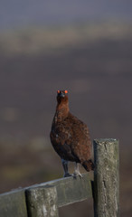 Red grouse ,Lagopus lagopus scotica on the moors in Derbyshire