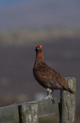 Red grouse ,Lagopus lagopus scotica on the moors in Derbyshire