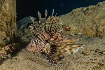 Lion fish in the Red Sea colorful fish, Eilat Israel
