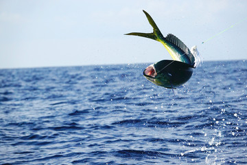 mahi mahi airborne sport fishing