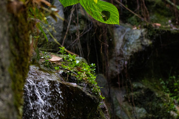 Small waterfall in tropical setting