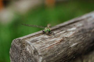 Dragonfly close-up on a tree