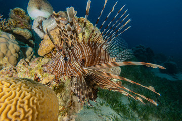 Lion fish in the Red Sea colorful fish, Eilat Israel