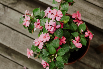 Homemade flower in a pot with pink flowers top view on a wooden background.