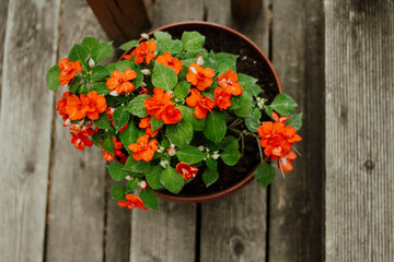 Fototapeta na wymiar Orange home flower in a pot