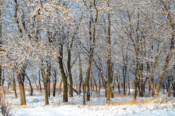 Fototapeta premium Trunks of trees covered with snow on the sunny winter day. Seasonal landscape with no people